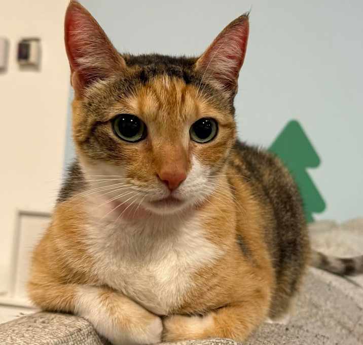 Photo of Soju