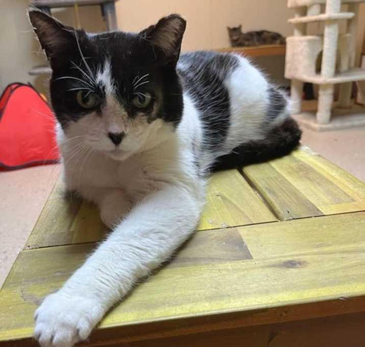 Photo of Felix