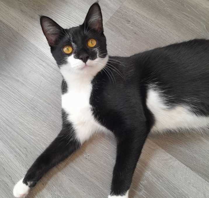 Photo of Miso