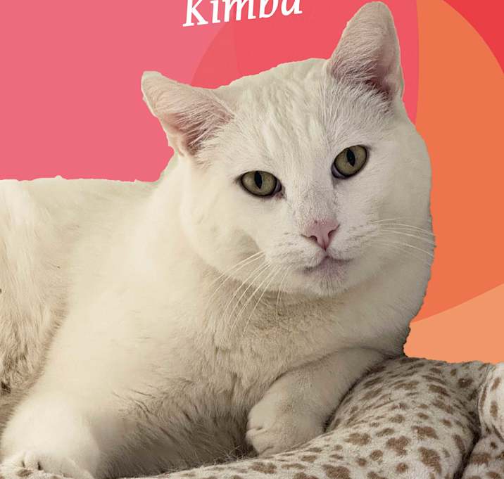 Photo of KIMBA