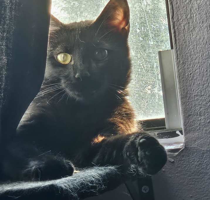 Photo of Luna