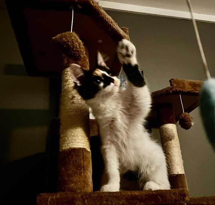 Photo of Freya