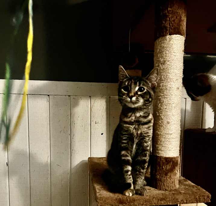 Photo of Floki