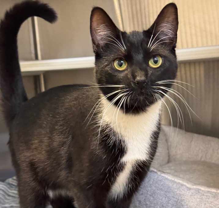 Photo of Romeo