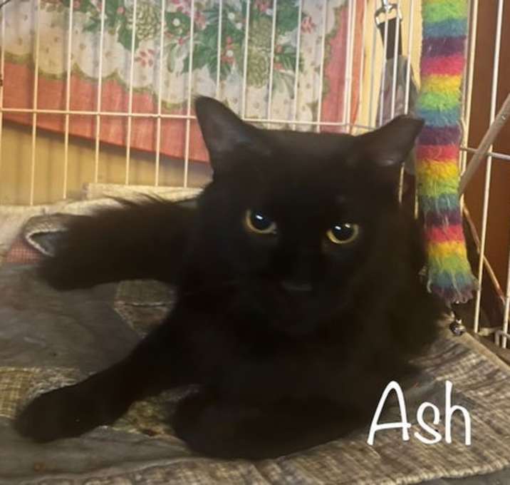 Photo of Ash