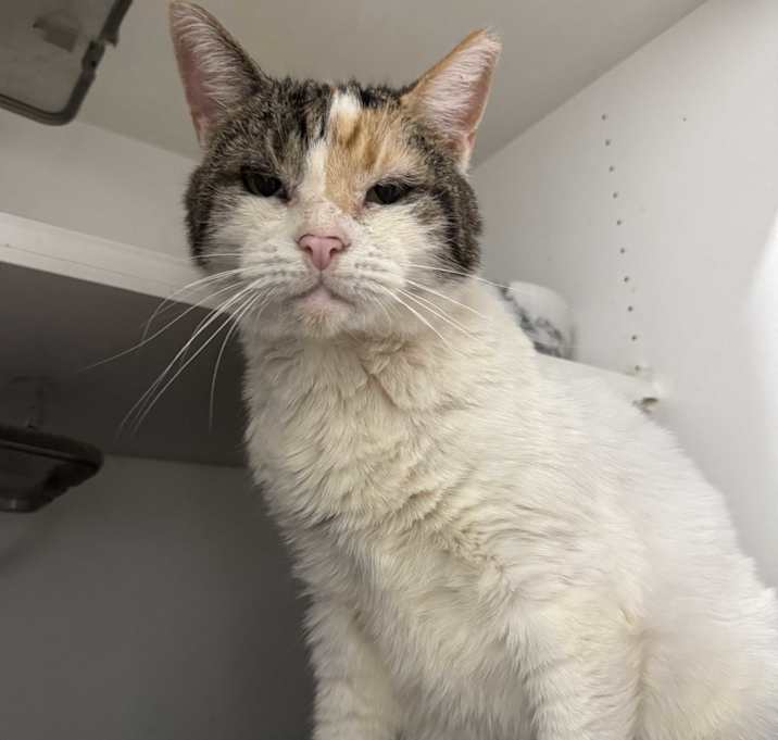 Photo of Callie