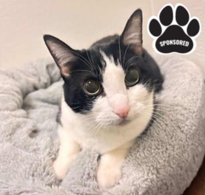 Photo of Pepper