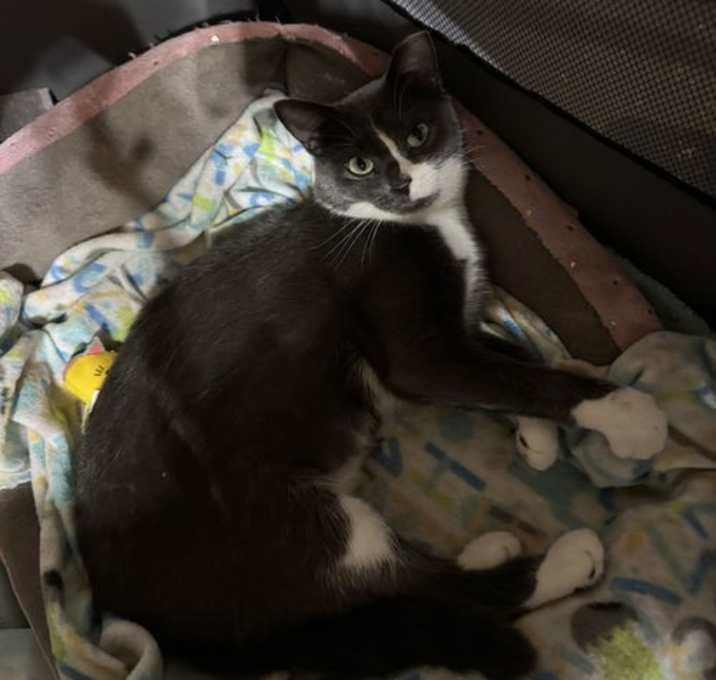 Photo of Misty
