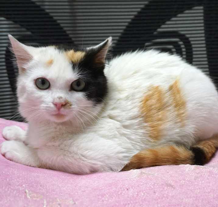 Photo of Bunny