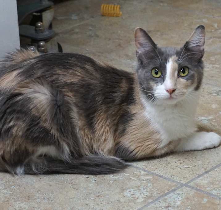 Photo of Callie Fry