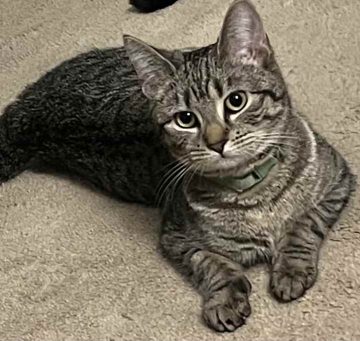 Photo of Fern
