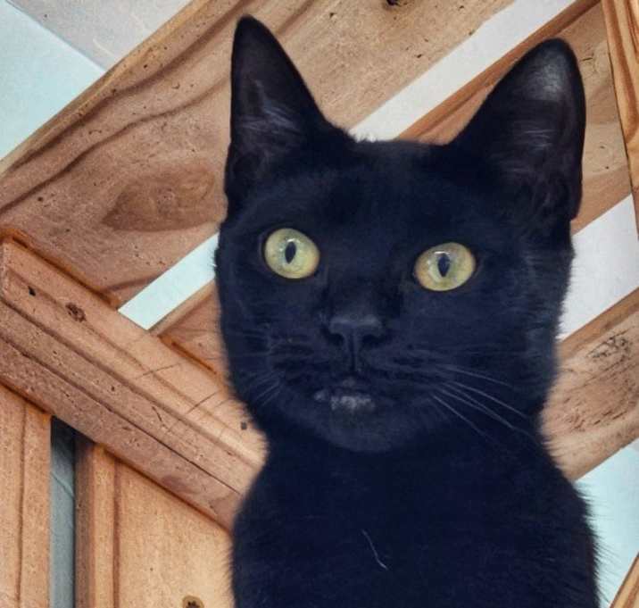 Photo of Sugar Plum