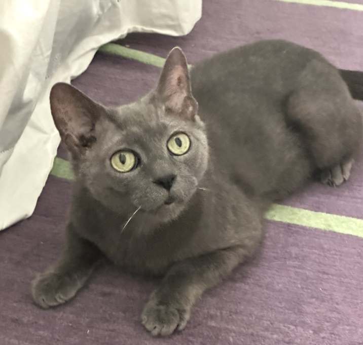 Photo of Gigi