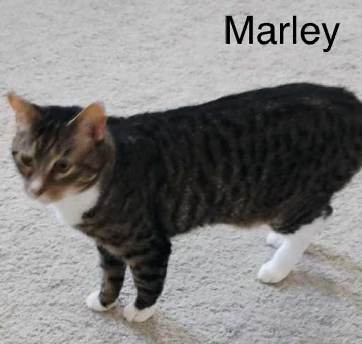Photo of Marley
