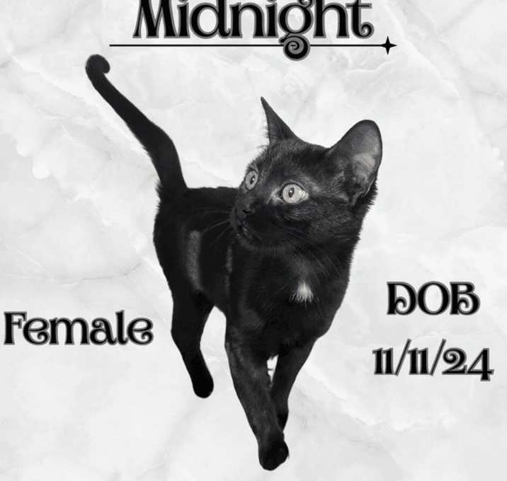 Photo of Midnight