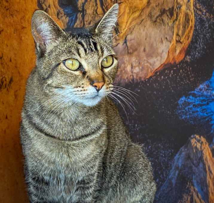 Photo of Salem