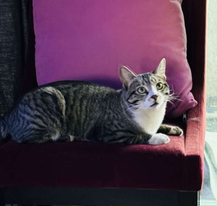 Photo of Stripe