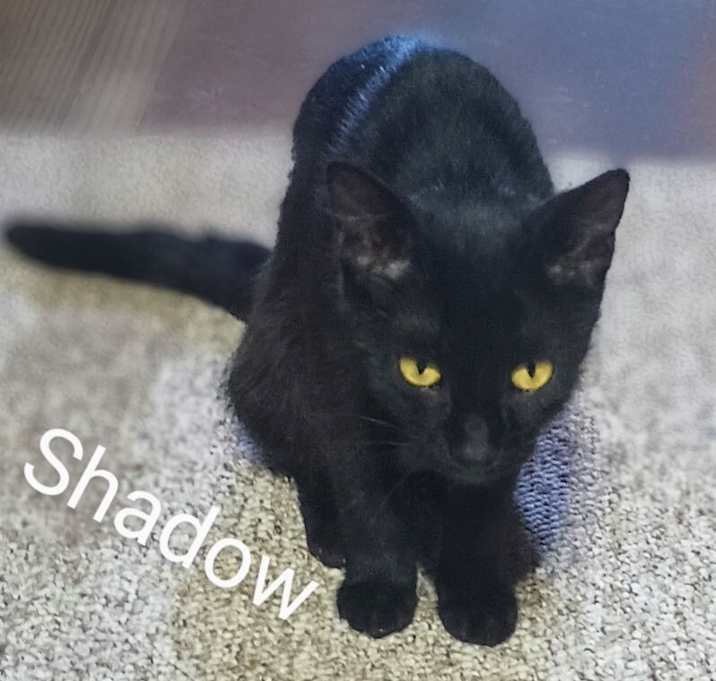 Photo of shadow