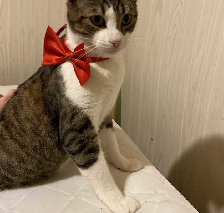 Photo of Friendly Boy - Courtesy Post