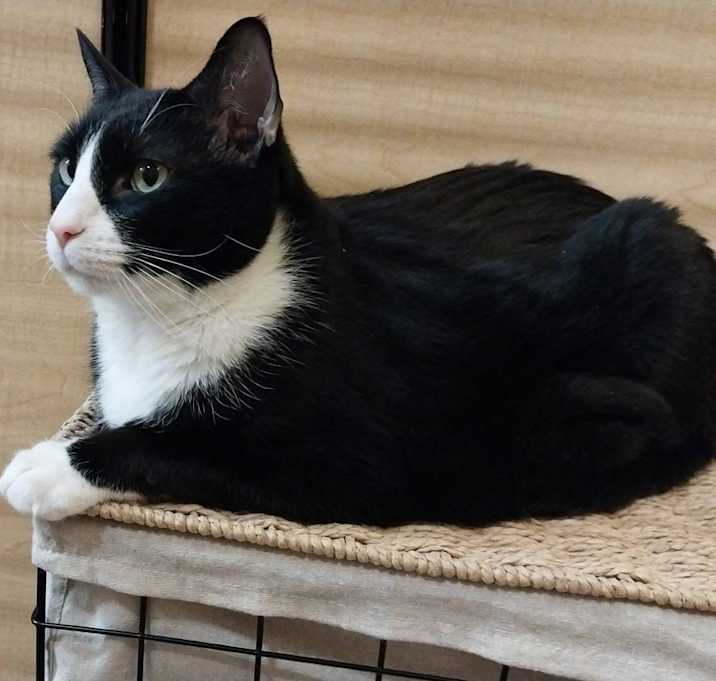 Photo of Elvis
