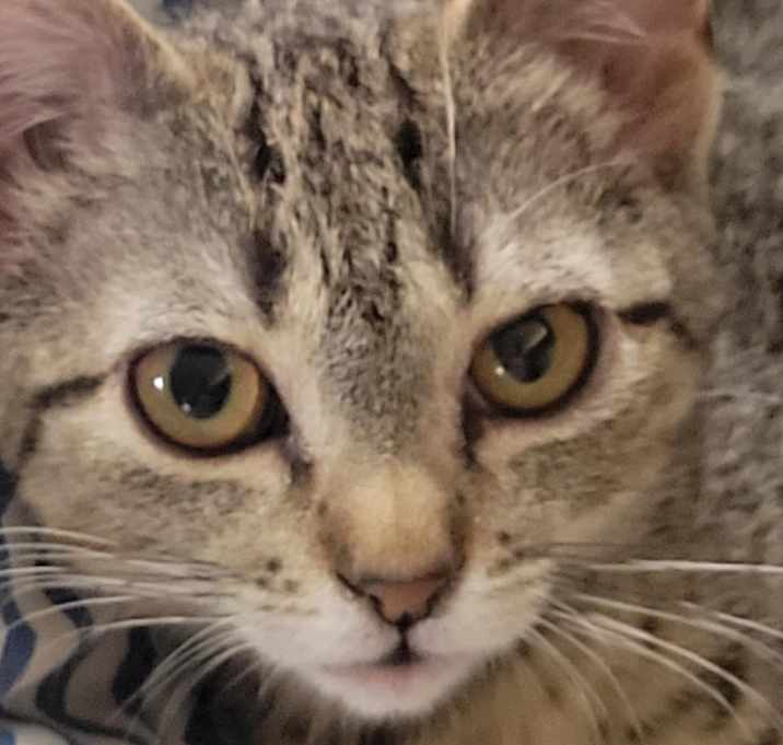 Photo of Pebbles