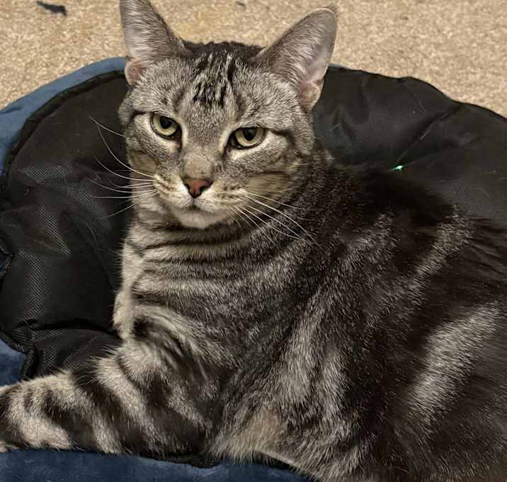 Photo of Sparrow/Cody