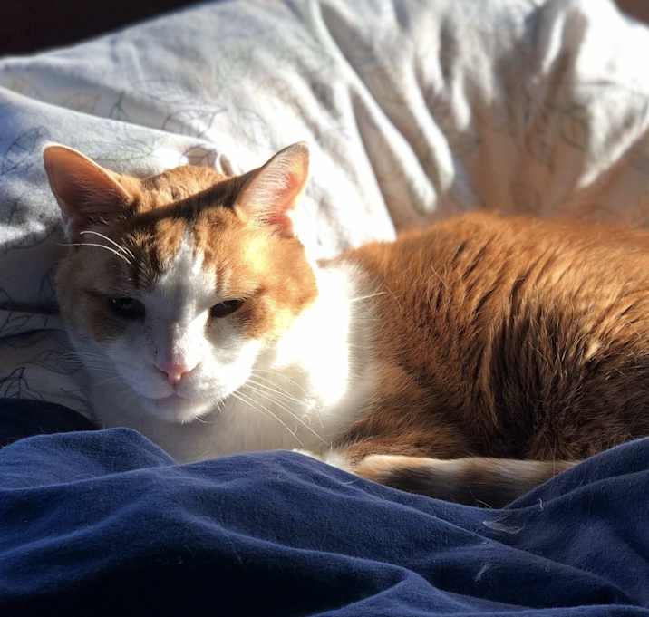 Photo of Boogie