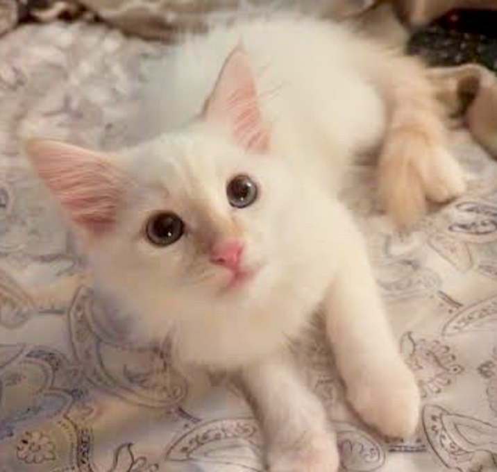 Photo of Dandelion