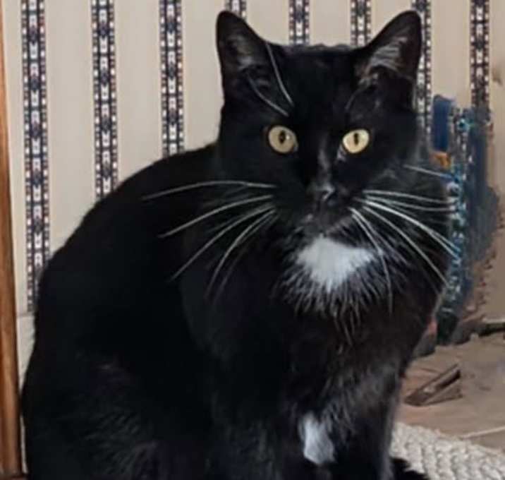 Photo of Romeo