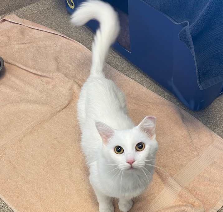 Photo of Yelena-I'm in a foster home-ask to visit me!