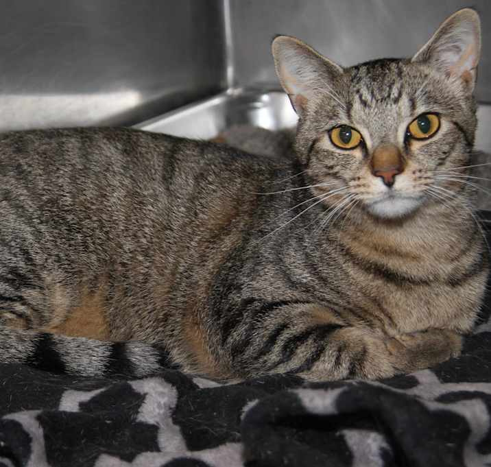 Photo of Carrot (Neutered)