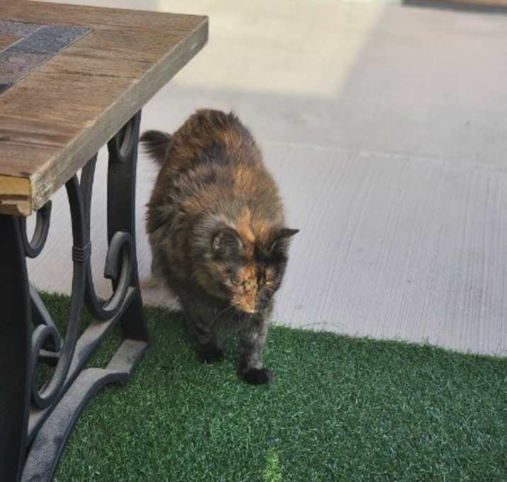 Photo of Cranberry