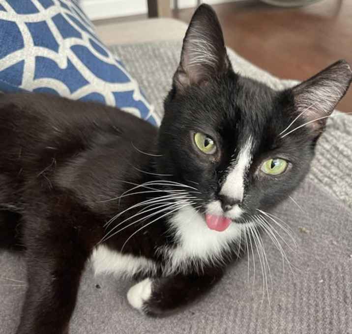 Photo of Tony the Tongue & brother Oreo