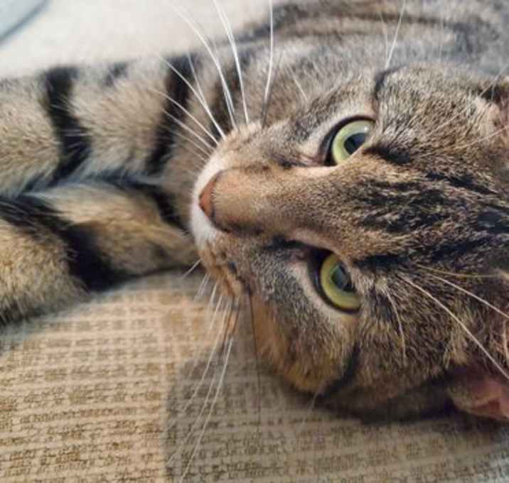 Photo of Little Mister