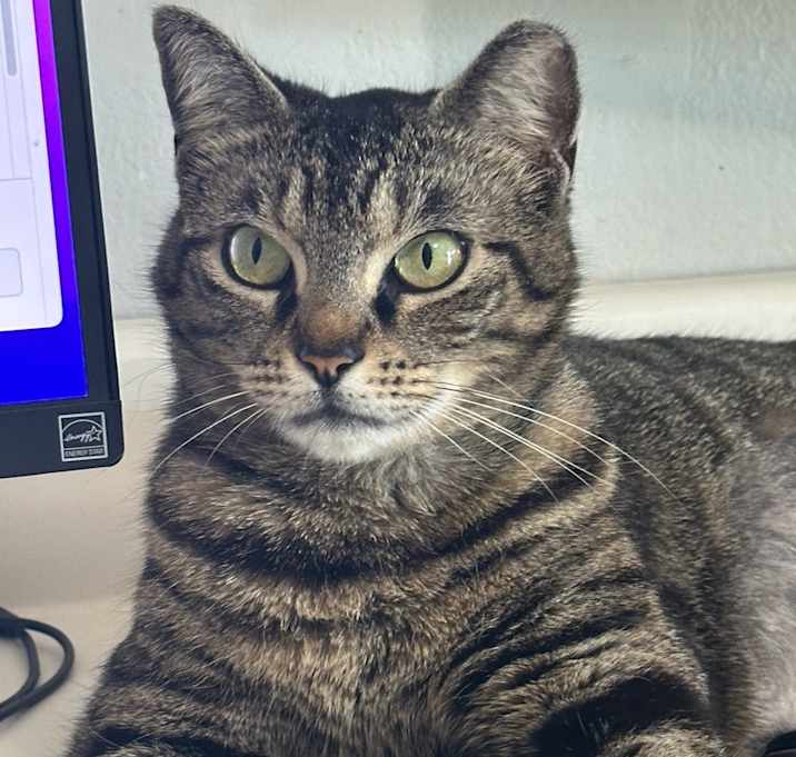 Photo of Paisley