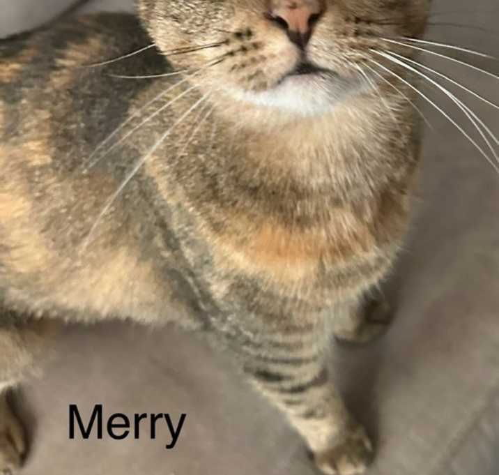 Photo of Merry