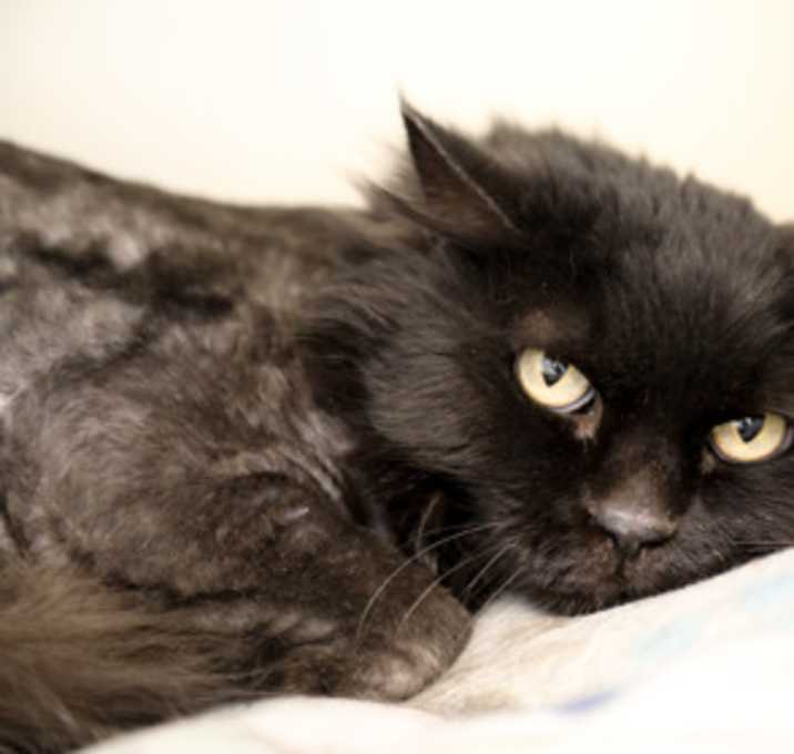 Photo of Obie