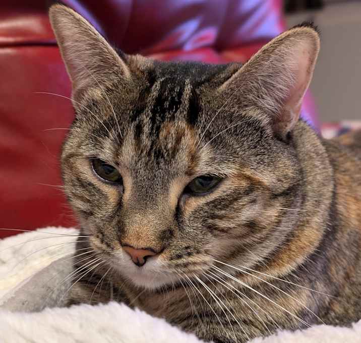 Photo of Nermal