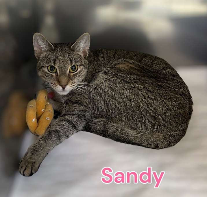 Photo of Sandy
