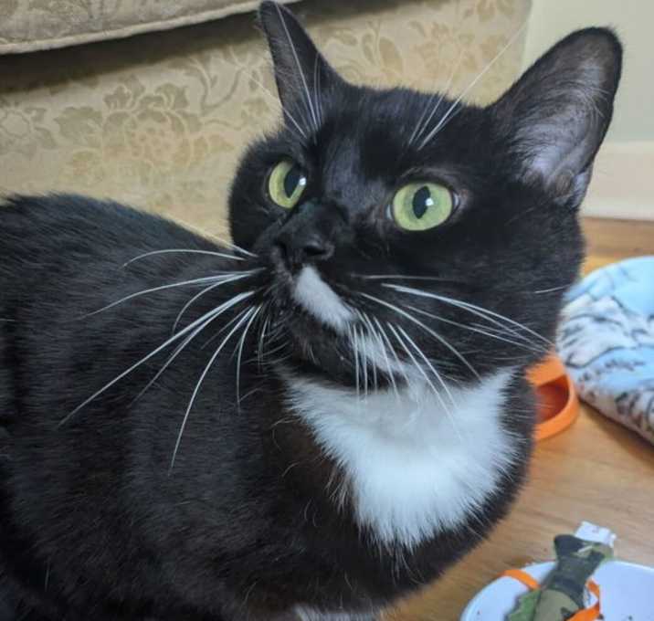 Photo of Puddin