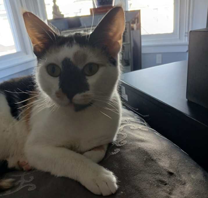 Photo of Patches