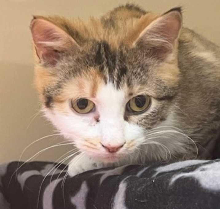 Photo of Moxie