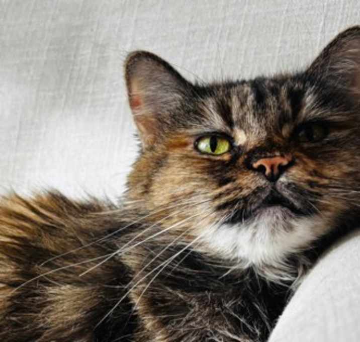 Photo of Gypsy
