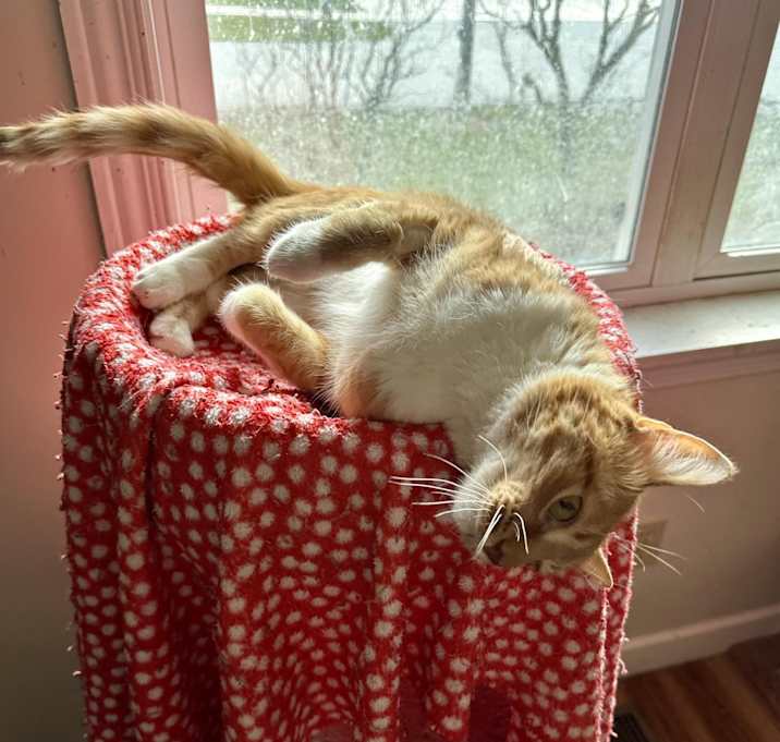 Photo of NACHO
