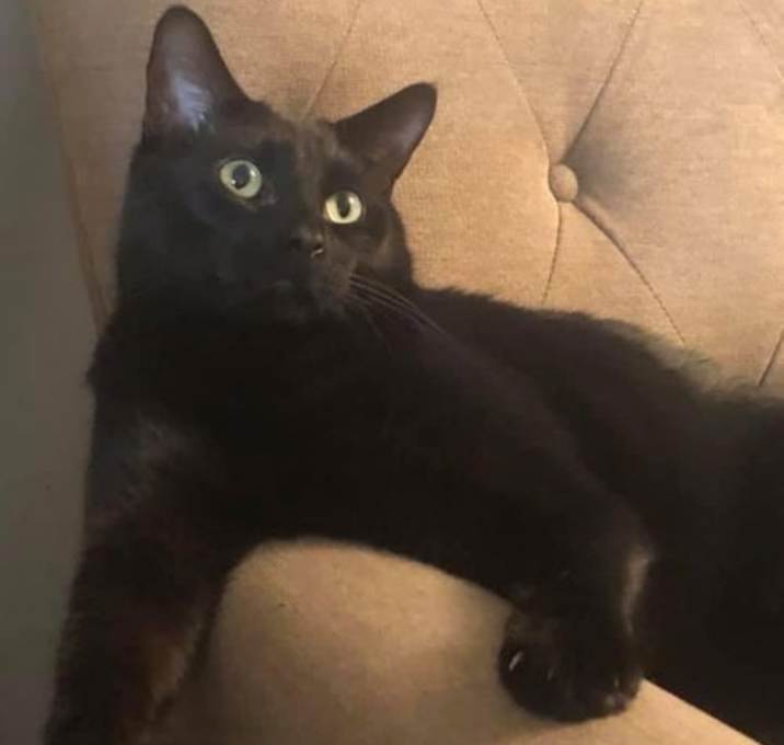 Photo of Pumpkin