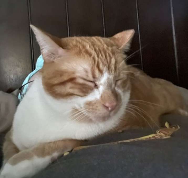 Photo of Abu