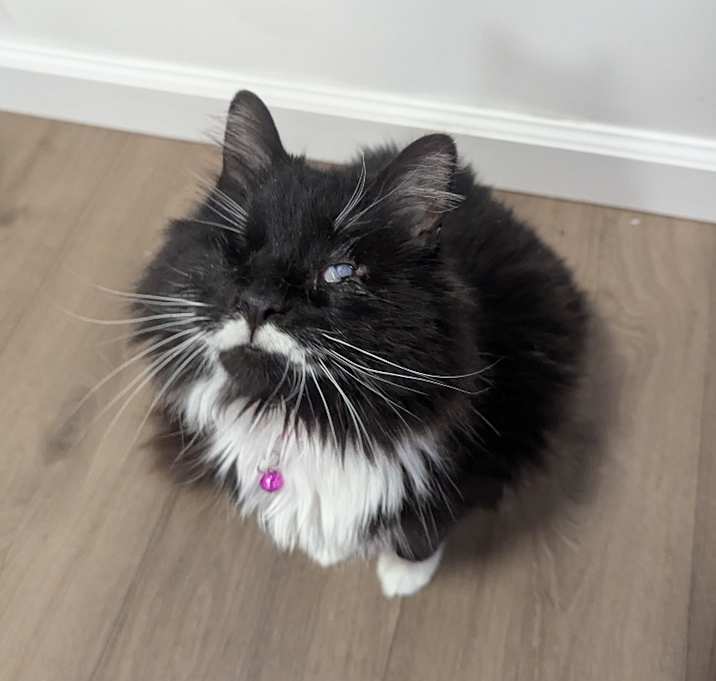 Photo of Aurora