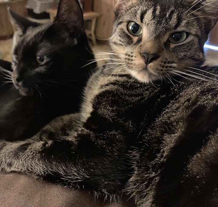 Photo of Schnitzel and Bear
