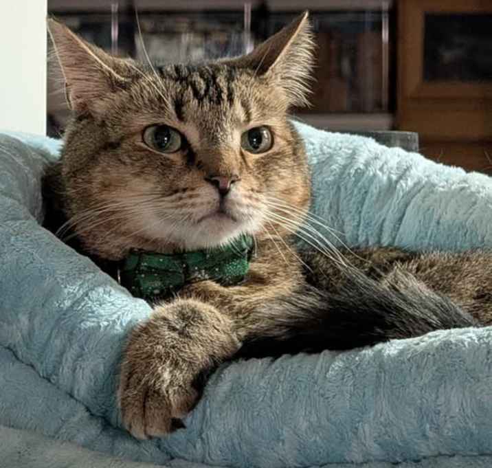 Photo of Leo The Large