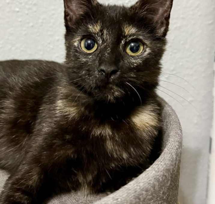 Photo of Josie